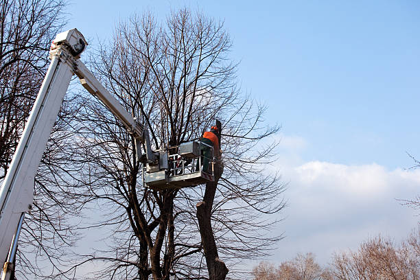 Best Tree Removal  in Cocoa, FL