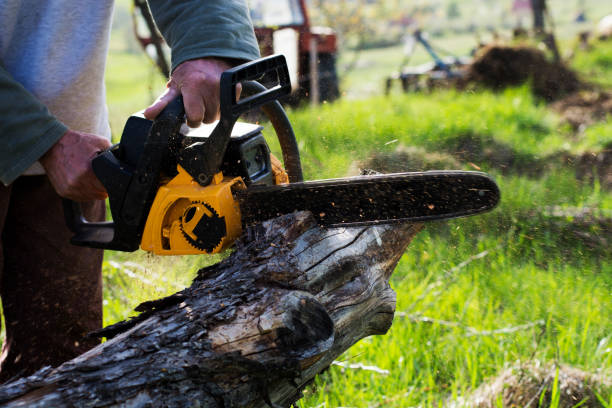 Best Tree and Shrub Care  in Cocoa, FL