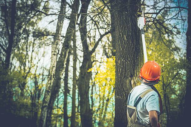  Cocoa, FL Tree Care Pros